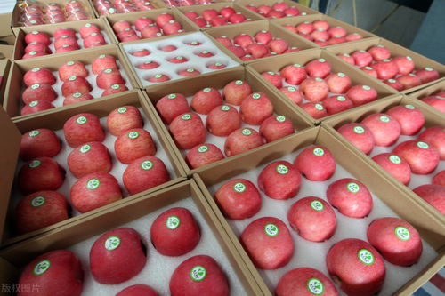 貨主拉蘋果蕉被收千元過路費 農(nóng)產(chǎn)品分類爭議引發(fā)關(guān)注