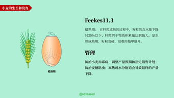 農(nóng)產(chǎn)品基礎(chǔ)知識系列 大豆、小麥與家禽家畜