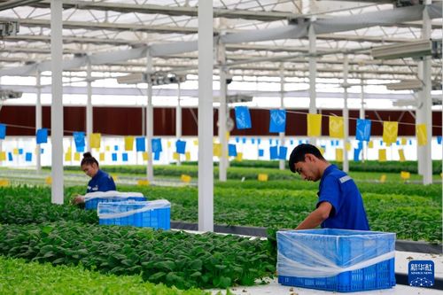 甬庫(kù)合作產(chǎn)業(yè)援疆 戈壁灘上開(kāi)出現(xiàn)代農(nóng)業(yè)之花